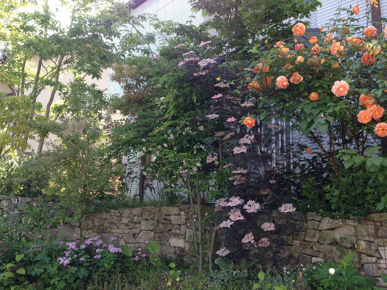 サンブカス ブラックレース お庭の作品集 さくらガーデン 神戸市西区